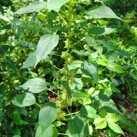 Acalypha ciliata Forssk.